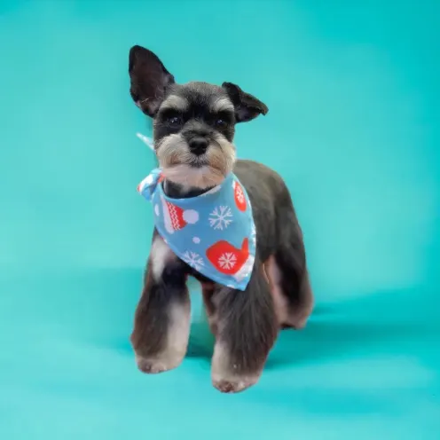 Groomed schnauzer wearing a bandana and has one ear up.